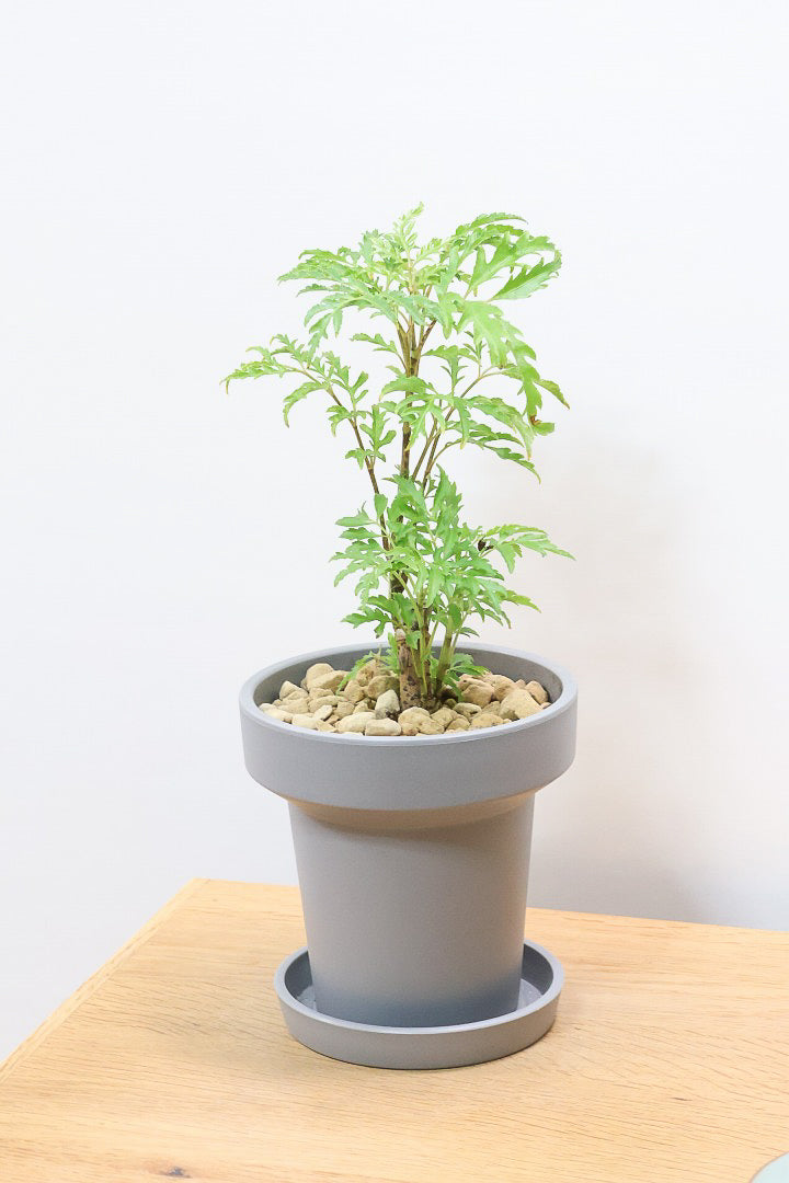 【ポリシャス フルティコーサ】軽量な樹脂製のPOT！初めて植物を育てる方にも安心の価格設定にしました！春からの新生活にいかがでしょうか？