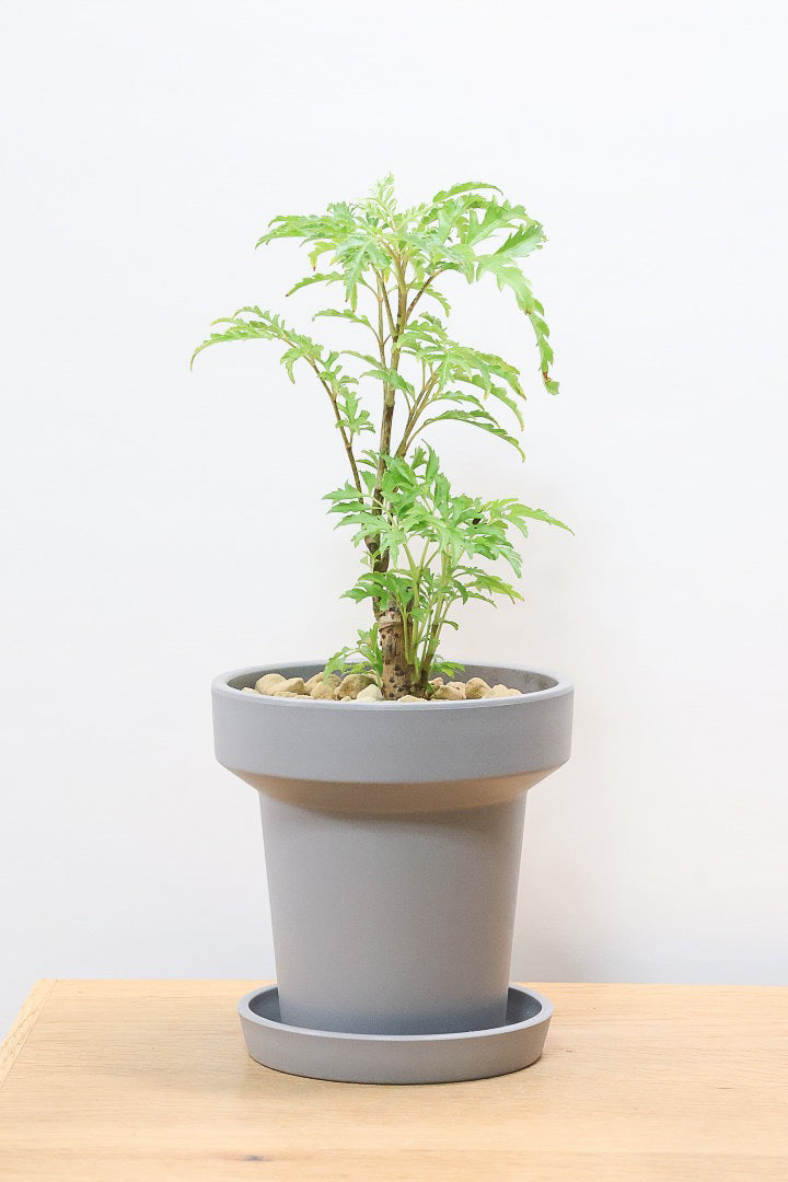 【ポリシャス フルティコーサ】軽量な樹脂製のPOT！初めて植物を育てる方にも安心の価格設定にしました！春からの新生活にいかがでしょうか？