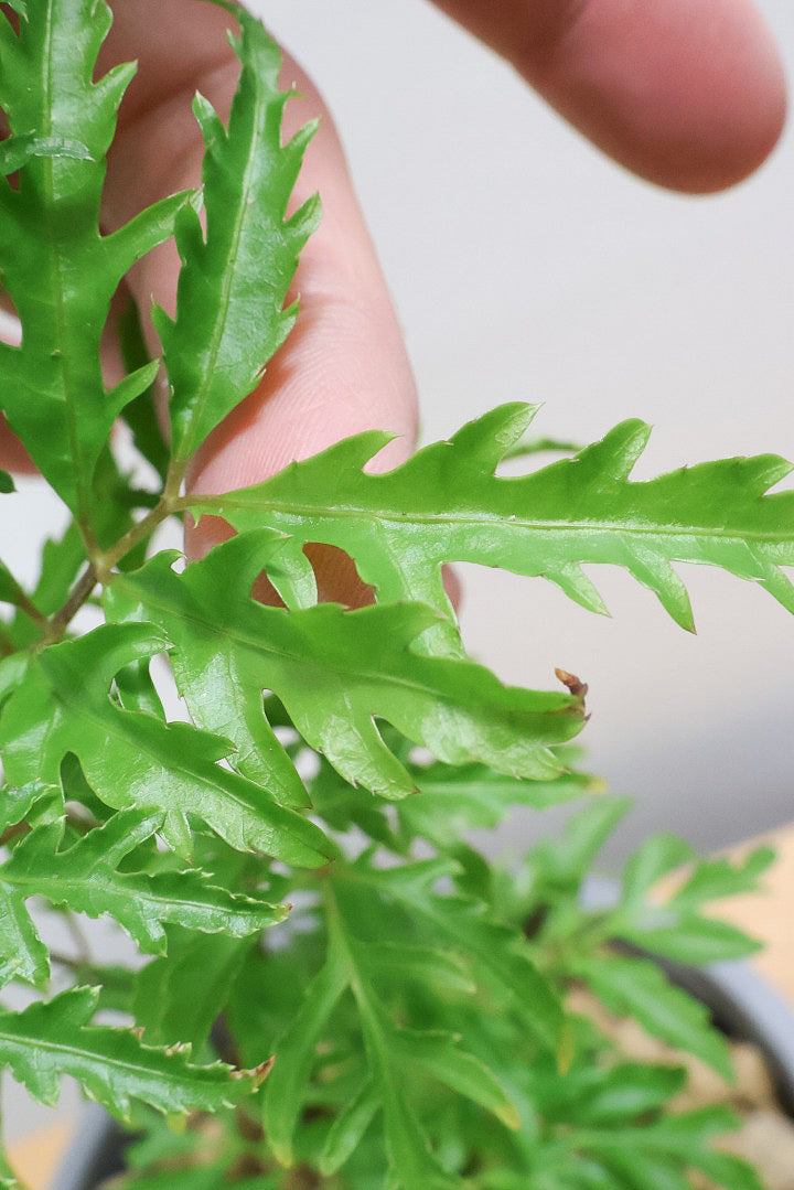 【ポリシャス フルティコーサ】軽量な樹脂製のPOT！初めて植物を育てる方にも安心の価格設定にしました！春からの新生活にいかがでしょうか？