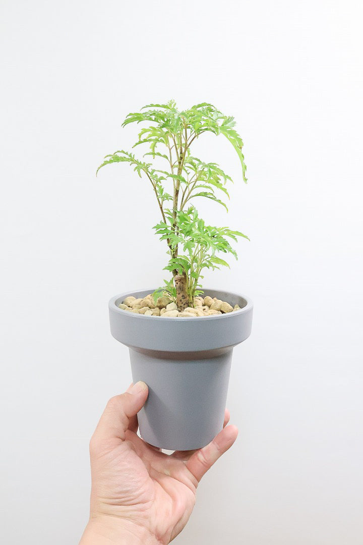 【ポリシャス フルティコーサ】軽量な樹脂製のPOT！初めて植物を育てる方にも安心の価格設定にしました！春からの新生活にいかがでしょうか？