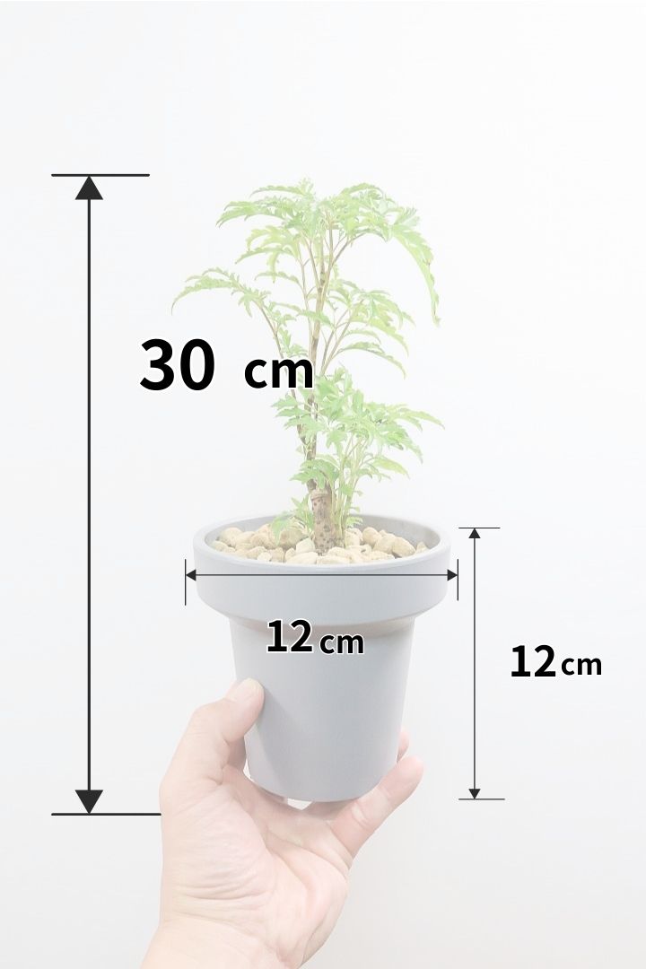 【ポリシャス フルティコーサ】軽量な樹脂製のPOT！初めて植物を育てる方にも安心の価格設定にしました！春からの新生活にいかがでしょうか？