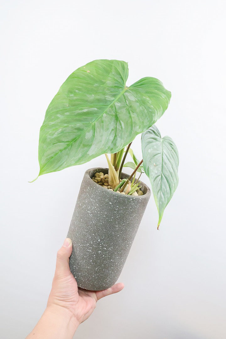 【フィロデンドロン マジェスティック】APEGO初入荷の品種！大きな葉がとにかくカッコいい！おすすめです！