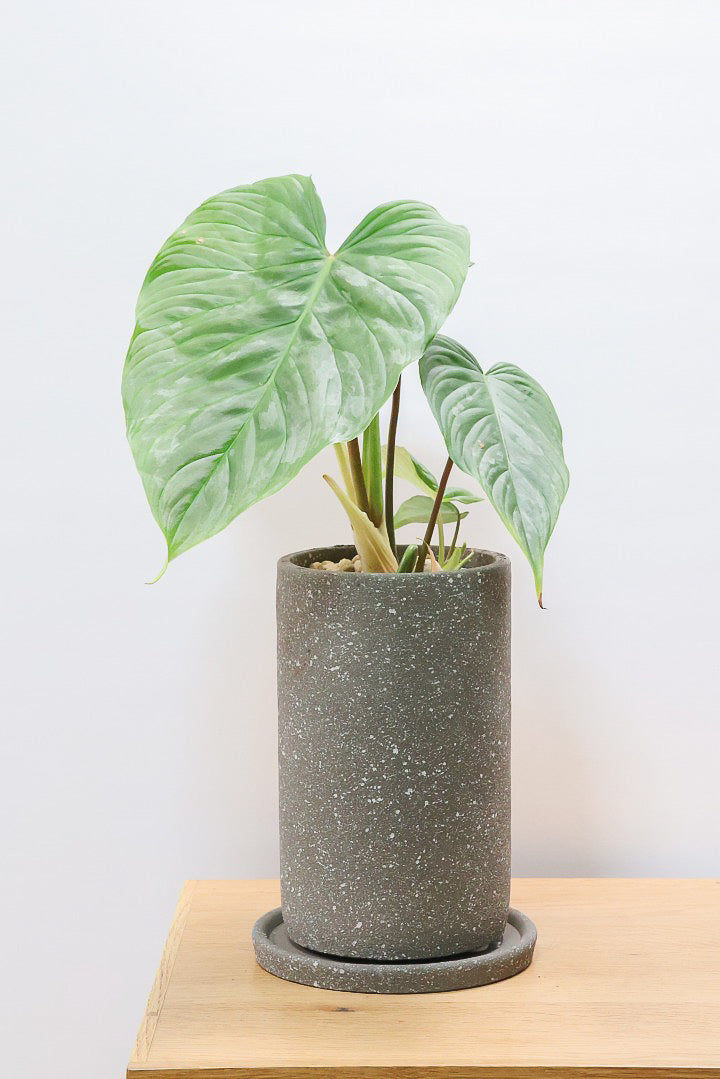 【フィロデンドロン マジェスティック】APEGO初入荷の品種！大きな葉がとにかくカッコいい！おすすめです！