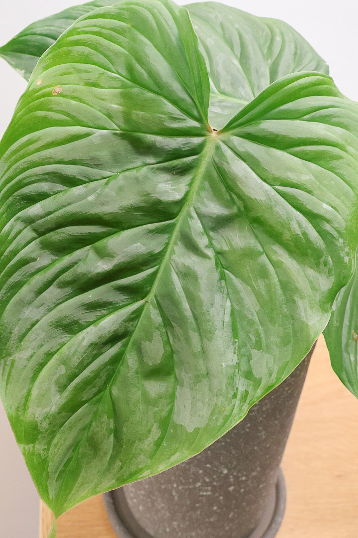 【フィロデンドロン マジェスティック】APEGO初入荷の品種！大きな葉がとにかくカッコいい！おすすめです！