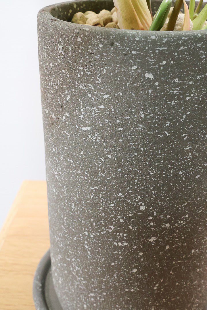 【フィロデンドロン マジェスティック】APEGO初入荷の品種！大きな葉がとにかくカッコいい！おすすめです！