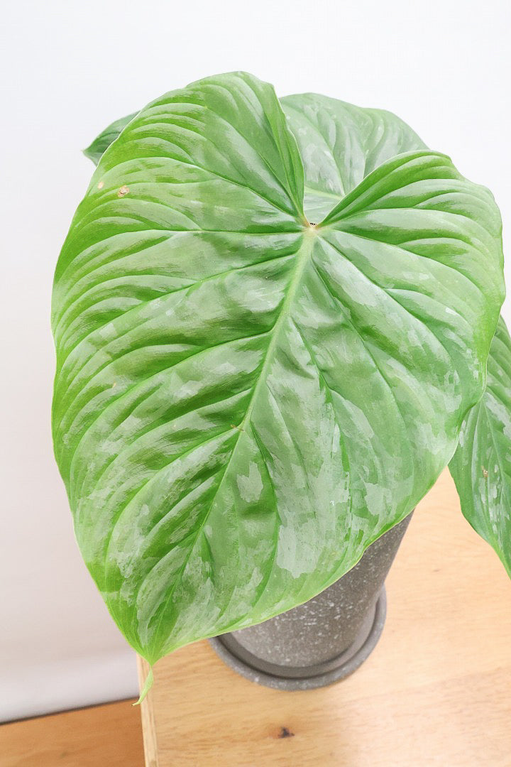 【フィロデンドロン マジェスティック】APEGO初入荷の品種！大きな葉がとにかくカッコいい！おすすめです！