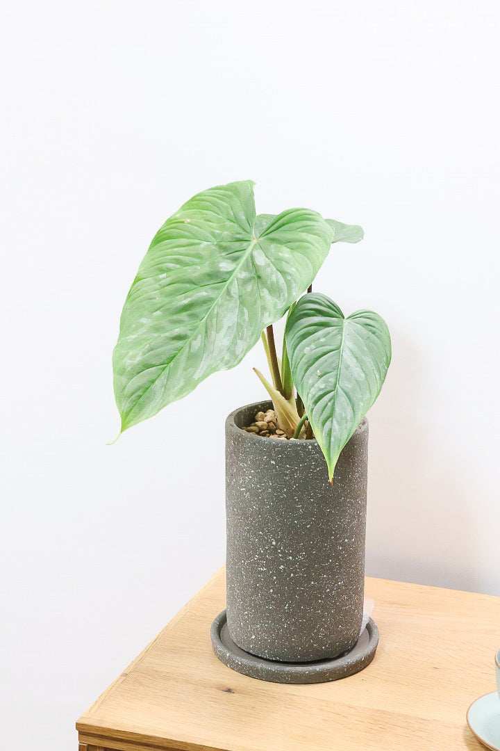 【フィロデンドロン マジェスティック】APEGO初入荷の品種！大きな葉がとにかくカッコいい！おすすめです！