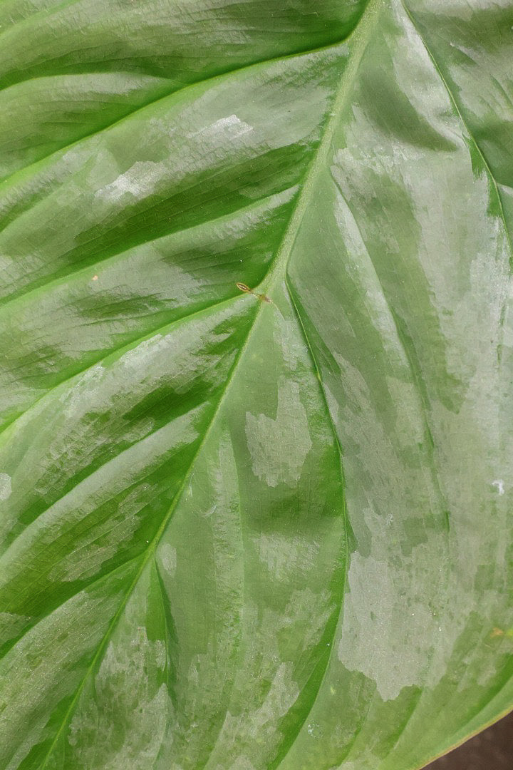 【フィロデンドロン マジェスティック】APEGO初入荷の品種！大きな葉がとにかくカッコいい！おすすめです！