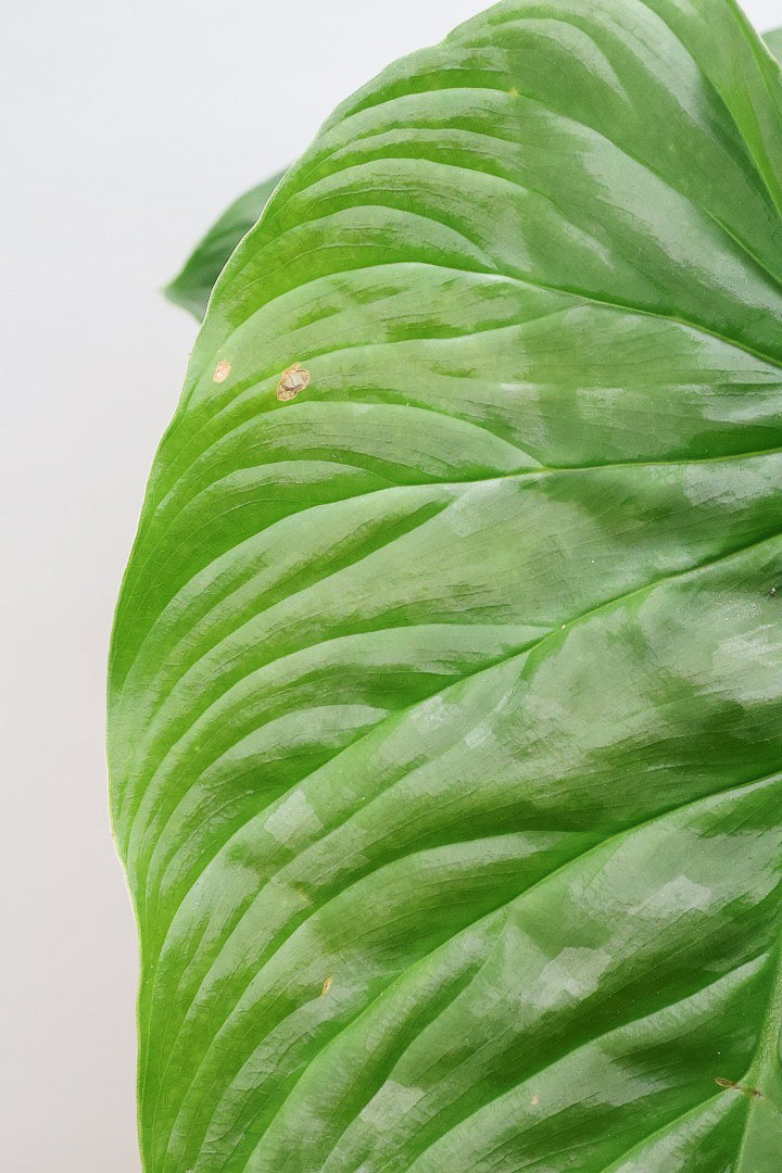 【フィロデンドロン マジェスティック】APEGO初入荷の品種！大きな葉がとにかくカッコいい！おすすめです！