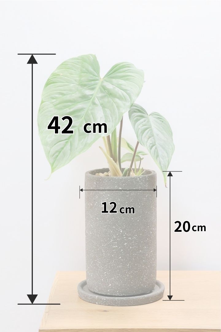 【フィロデンドロン マジェスティック】APEGO初入荷の品種！大きな葉がとにかくカッコいい！おすすめです！