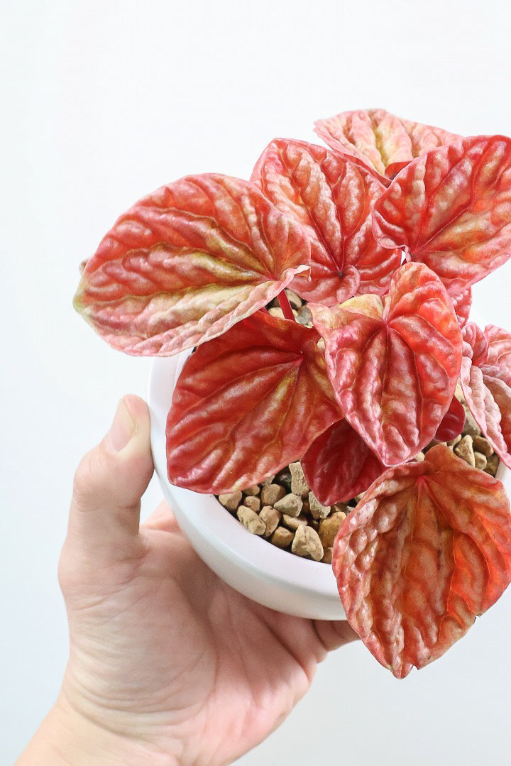 【ペペロミア  キト】史上最高の葉色！愛知県のペペロミア生産の名人の冨永さんが作り上げた極上のキトです! ぜひ！