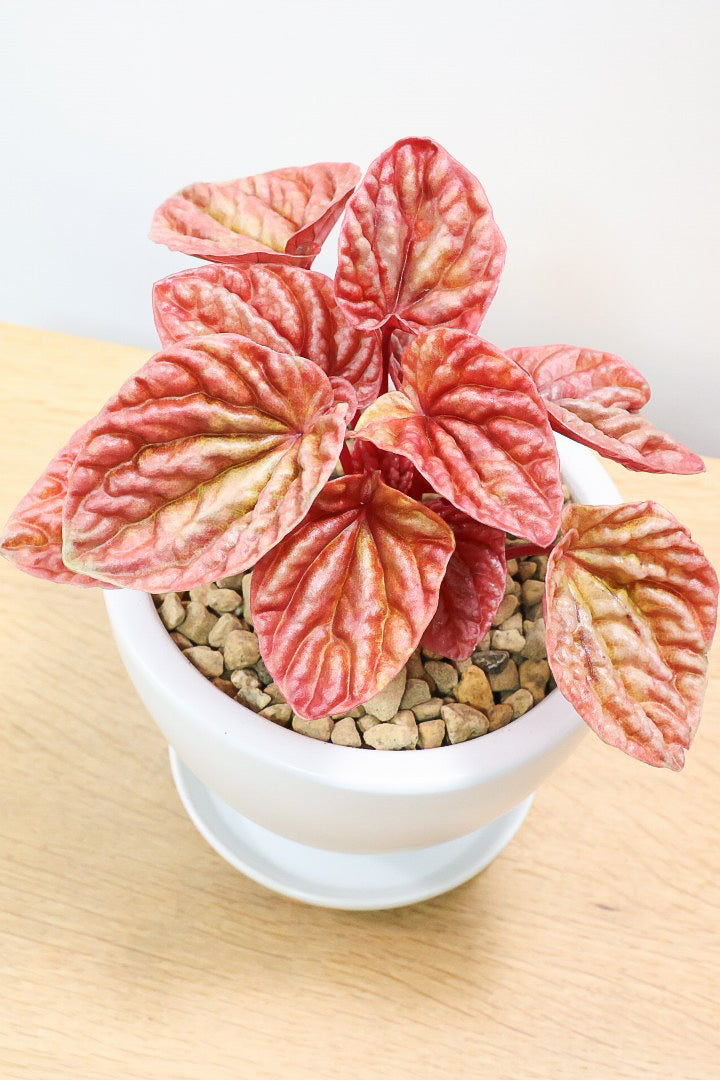 【ペペロミア  キト】史上最高の葉色！愛知県のペペロミア生産の名人の冨永さんが作り上げた極上のキトです! ぜひ！