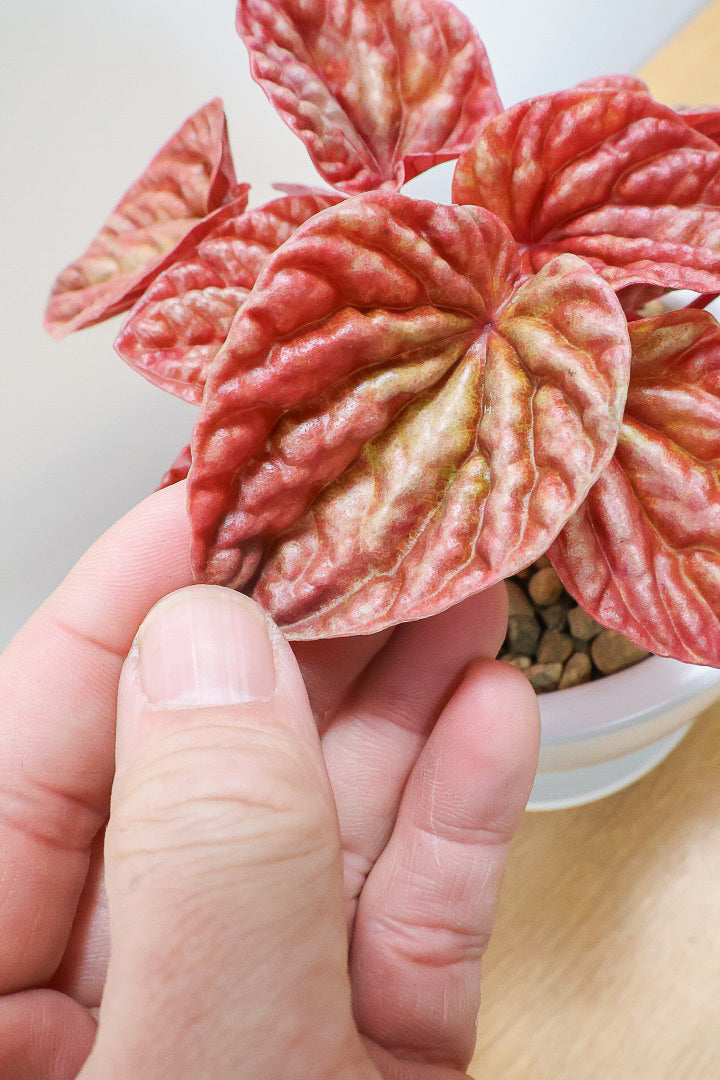 【ペペロミア  キト】史上最高の葉色！愛知県のペペロミア生産の名人の冨永さんが作り上げた極上のキトです! ぜひ！