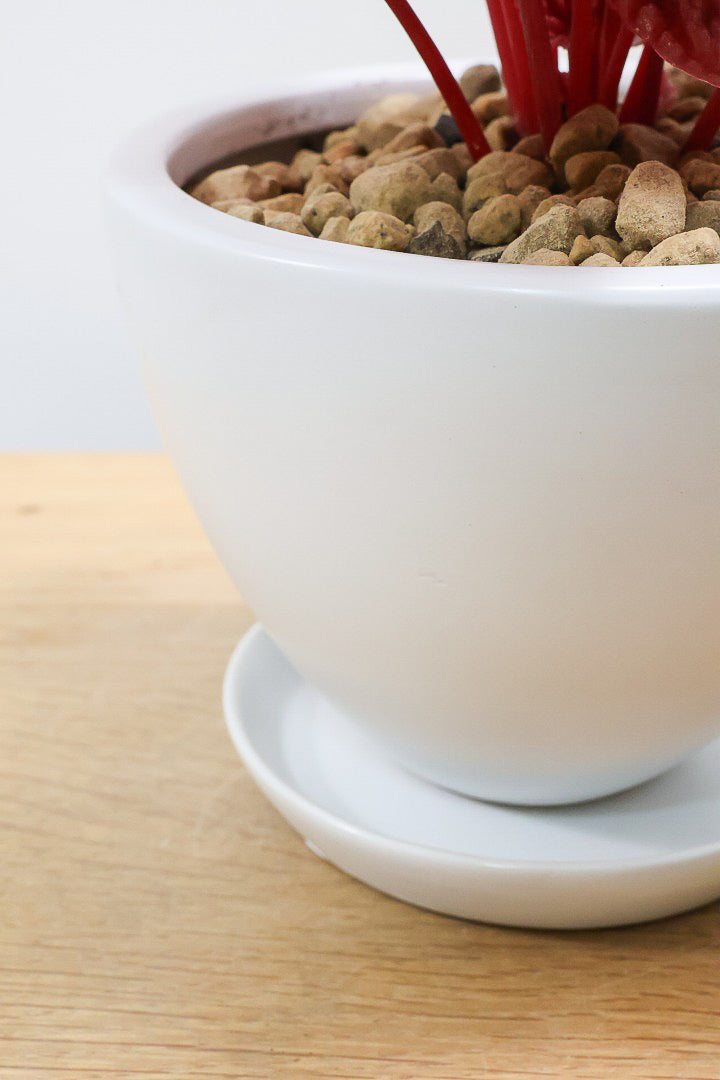 【ペペロミア  キト】史上最高の葉色！愛知県のペペロミア生産の名人の冨永さんが作り上げた極上のキトです! ぜひ！