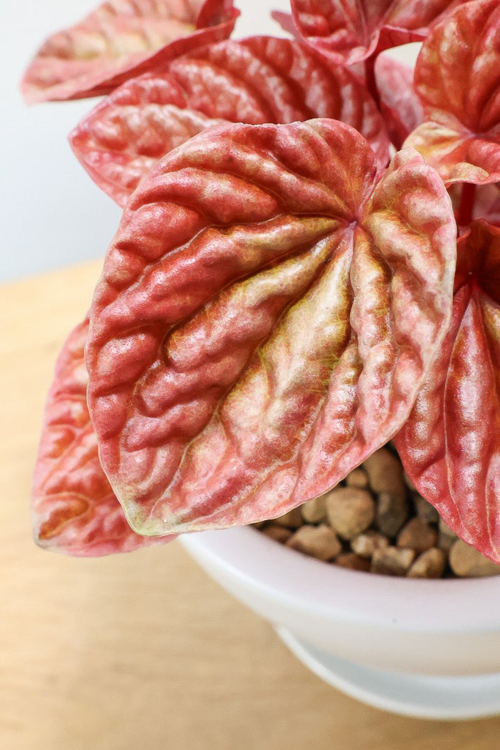 【ペペロミア  キト】史上最高の葉色！愛知県のペペロミア生産の名人の冨永さんが作り上げた極上のキトです! ぜひ！