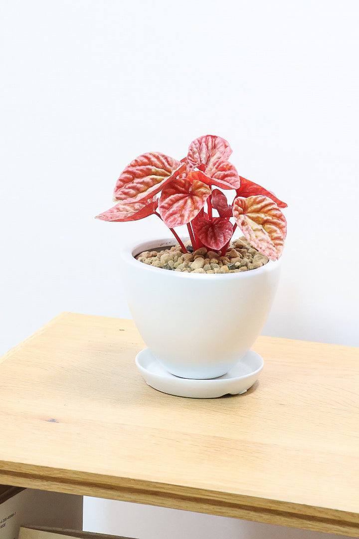 【ペペロミア  キト】史上最高の葉色！愛知県のペペロミア生産の名人の冨永さんが作り上げた極上のキトです! ぜひ！