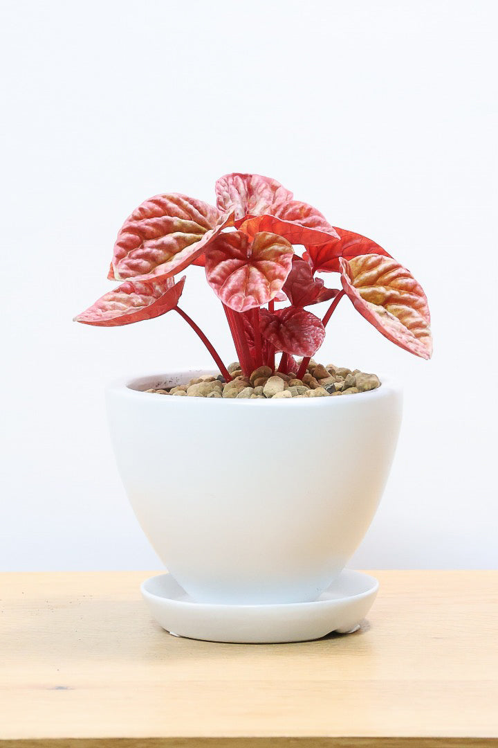 【ペペロミア  キト】史上最高の葉色！愛知県のペペロミア生産の名人の冨永さんが作り上げた極上のキトです! ぜひ！