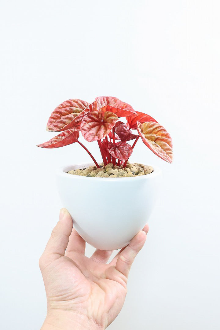 【ペペロミア  キト】史上最高の葉色！愛知県のペペロミア生産の名人の冨永さんが作り上げた極上のキトです! ぜひ！