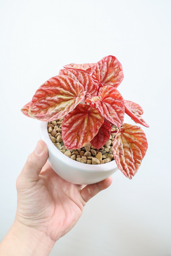 【ペペロミア  キト】史上最高の葉色！愛知県のペペロミア生産の名人の冨永さんが作り上げた極上のキトです! ぜひ！