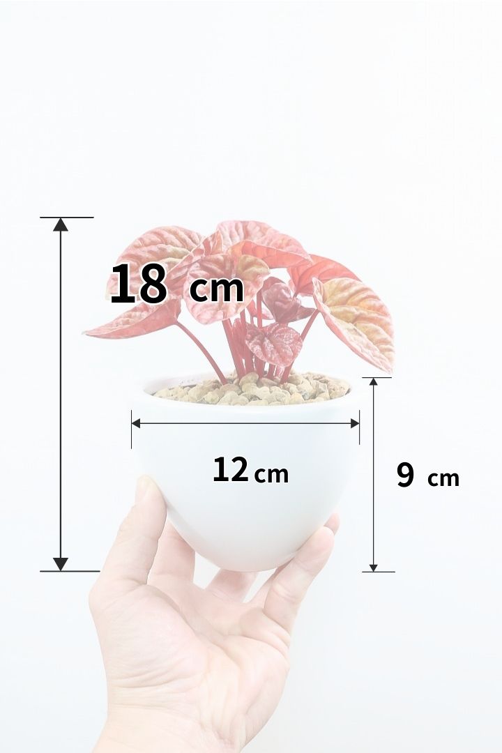 【ペペロミア  キト】史上最高の葉色！愛知県のペペロミア生産の名人の冨永さんが作り上げた極上のキトです! ぜひ！