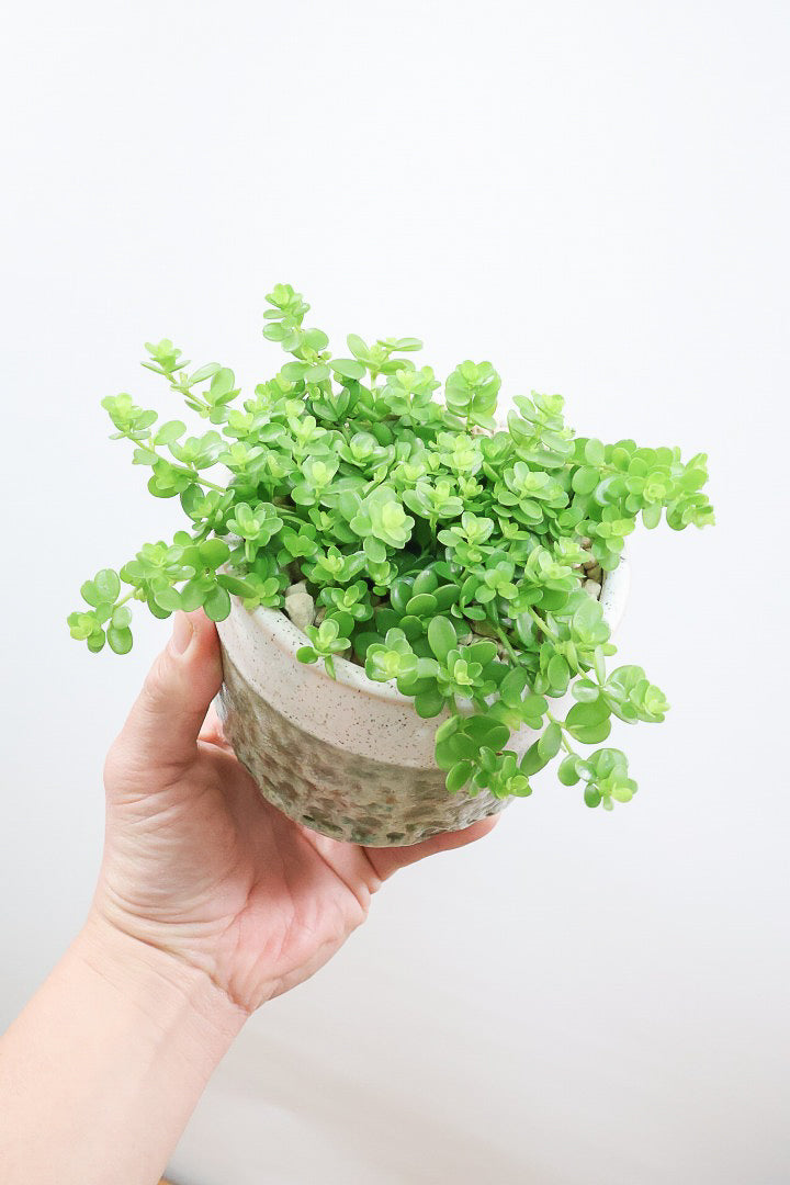 【ペペロミア  デピーナ】ミニミニのかわいい葉。ペペロミアの中でも肉厚でかわいい葉です！POTはシンプルなホワイトを合わせました！