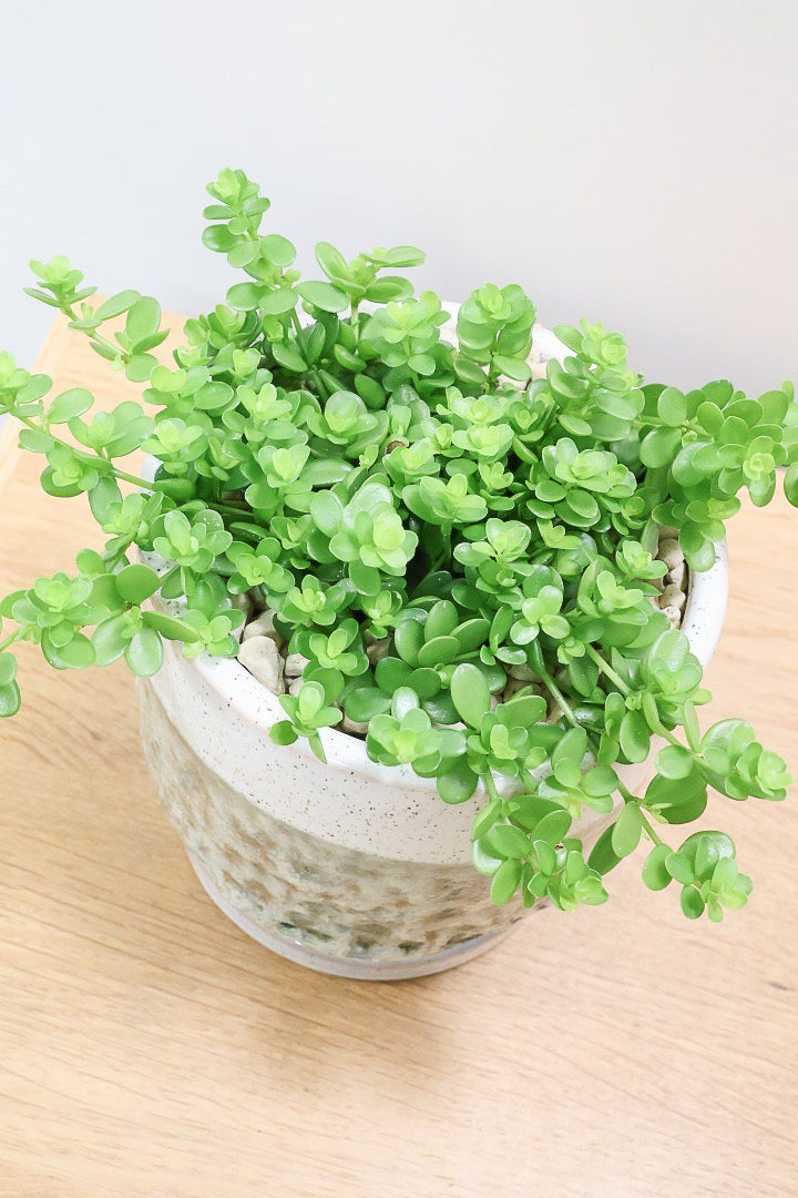 【ペペロミア  デピーナ】ミニミニのかわいい葉。ペペロミアの中でも肉厚でかわいい葉です！POTはシンプルなホワイトを合わせました！