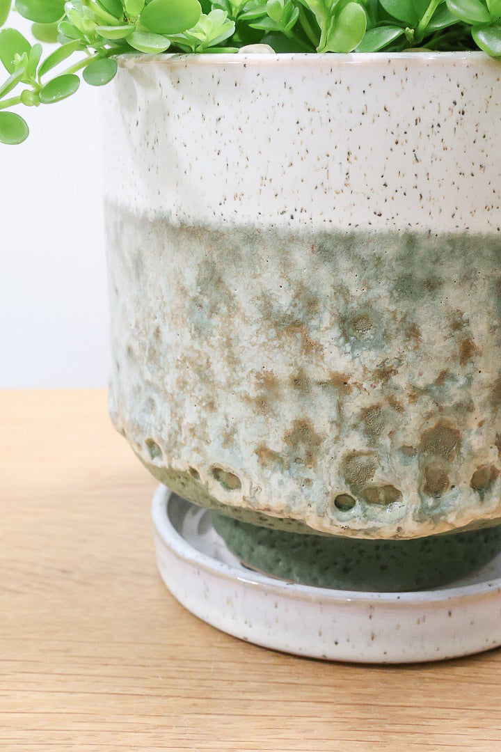 【ペペロミア  デピーナ】ミニミニのかわいい葉。ペペロミアの中でも肉厚でかわいい葉です！POTはシンプルなホワイトを合わせました！