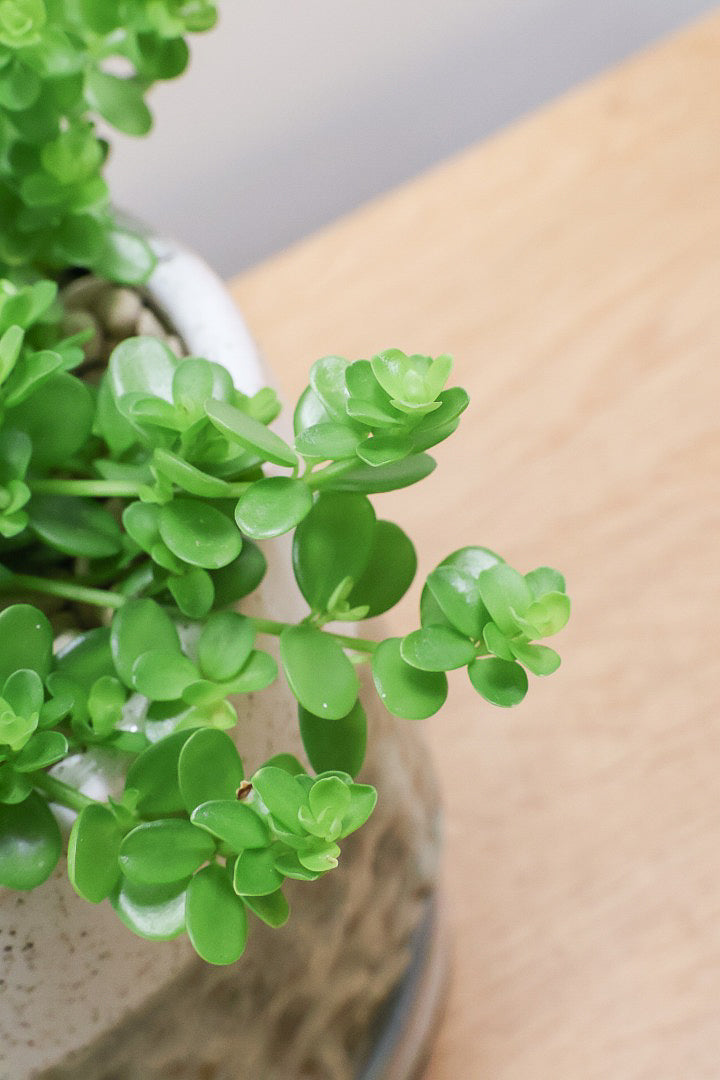 【ペペロミア  デピーナ】ミニミニのかわいい葉。ペペロミアの中でも肉厚でかわいい葉です！POTはシンプルなホワイトを合わせました！