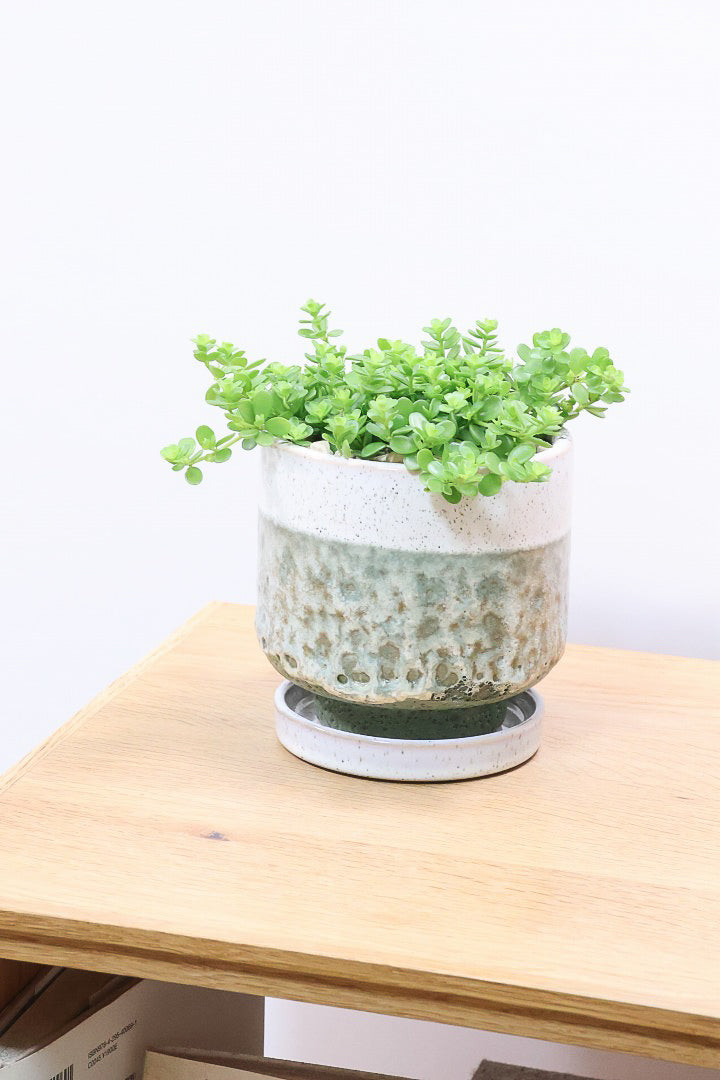 【ペペロミア  デピーナ】ミニミニのかわいい葉。ペペロミアの中でも肉厚でかわいい葉です！POTはシンプルなホワイトを合わせました！