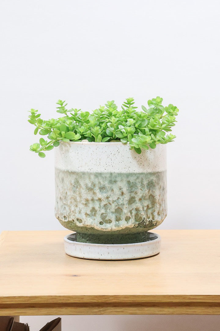 【ペペロミア  デピーナ】ミニミニのかわいい葉。ペペロミアの中でも肉厚でかわいい葉です！POTはシンプルなホワイトを合わせました！