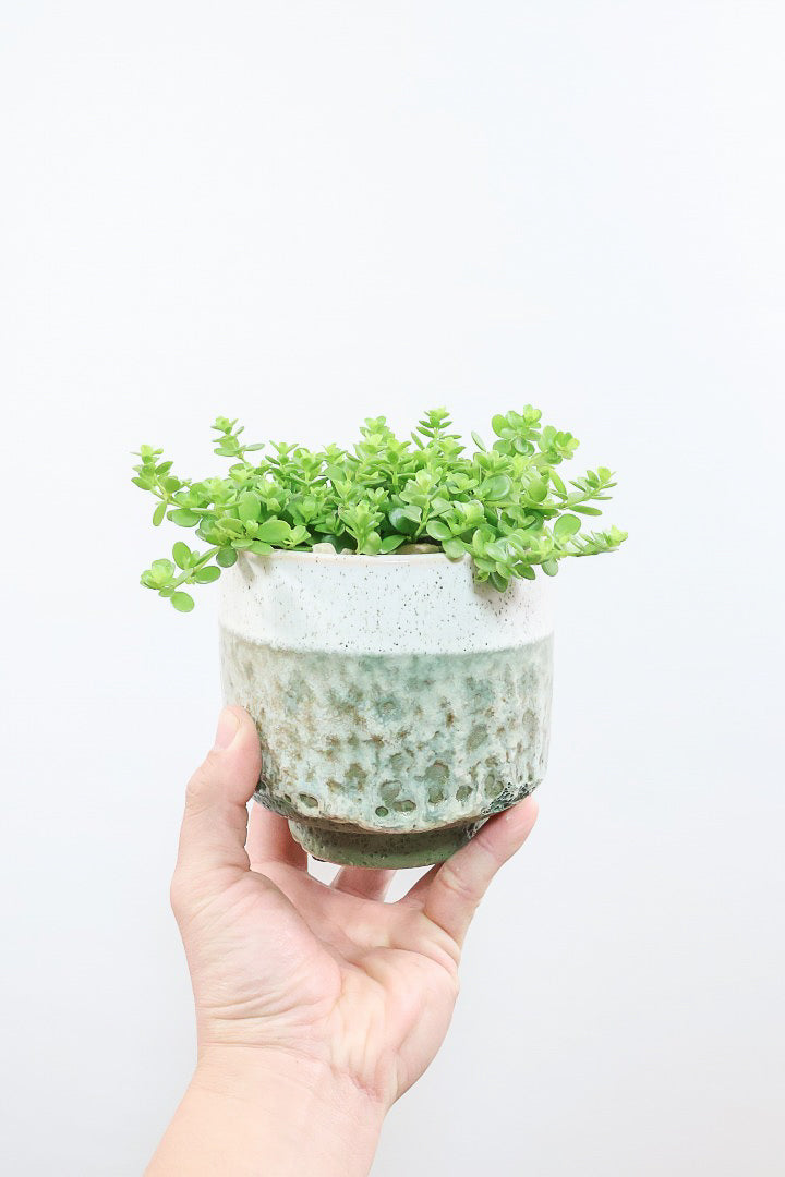 【ペペロミア  デピーナ】ミニミニのかわいい葉。ペペロミアの中でも肉厚でかわいい葉です！POTはシンプルなホワイトを合わせました！