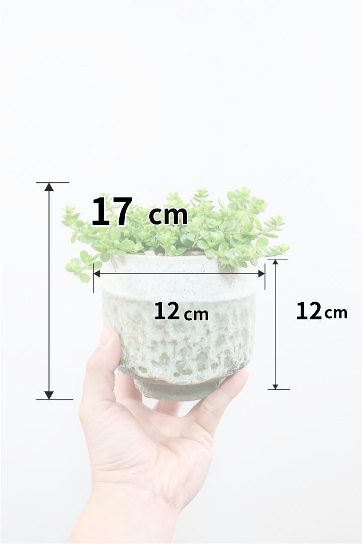 【ペペロミア  デピーナ】ミニミニのかわいい葉。ペペロミアの中でも肉厚でかわいい葉です！POTはシンプルなホワイトを合わせました！