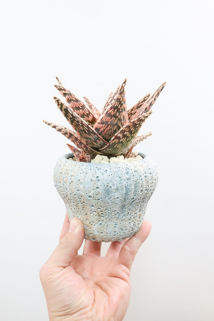 【アロエ SPレッド】スタイリッシュ！APEGOでかなり長い期間をかけて大きく、そして発色良く育てました！これは他には無い特別な一鉢です！