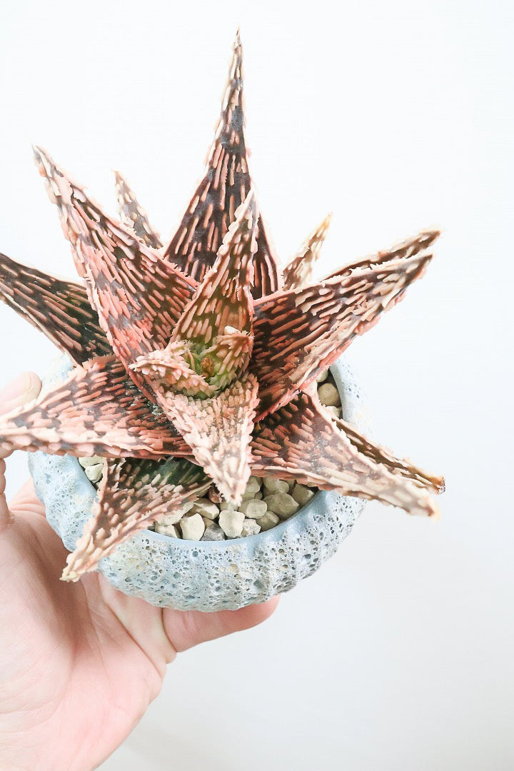 【アロエ SPレッド】スタイリッシュ！APEGOでかなり長い期間をかけて大きく、そして発色良く育てました！これは他には無い特別な一鉢です！