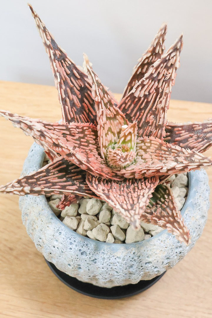 【アロエ SPレッド】スタイリッシュ！APEGOでかなり長い期間をかけて大きく、そして発色良く育てました！これは他には無い特別な一鉢です！