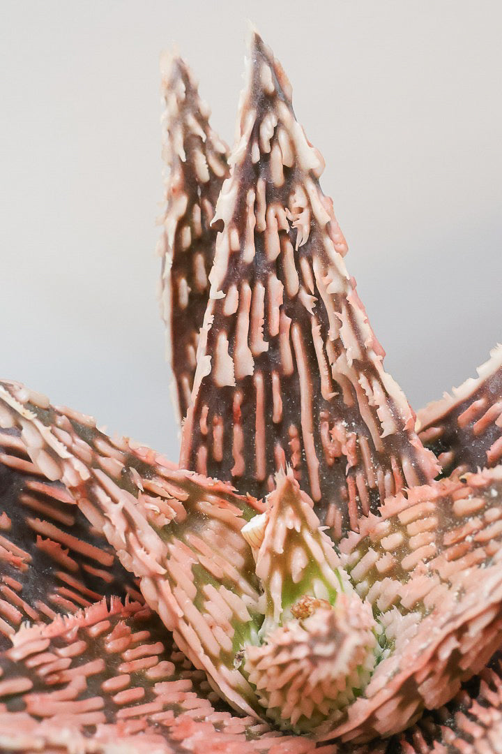 【アロエ SPレッド】スタイリッシュ！APEGOでかなり長い期間をかけて大きく、そして発色良く育てました！これは他には無い特別な一鉢です！