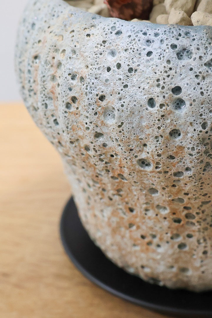 【アロエ SPレッド】スタイリッシュ！APEGOでかなり長い期間をかけて大きく、そして発色良く育てました！これは他には無い特別な一鉢です！