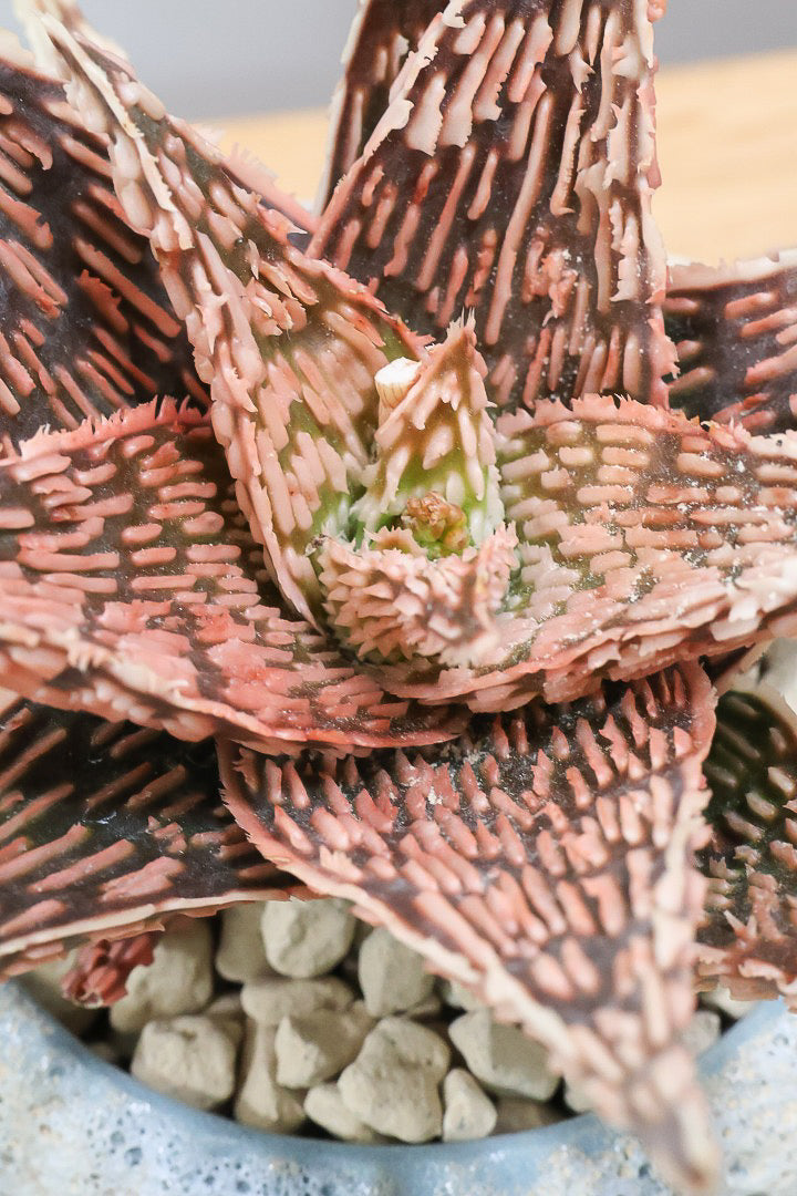 【アロエ SPレッド】スタイリッシュ！APEGOでかなり長い期間をかけて大きく、そして発色良く育てました！これは他には無い特別な一鉢です！