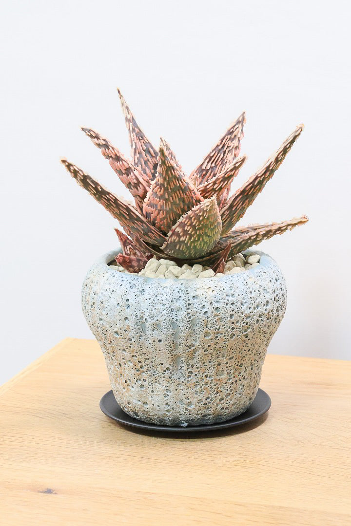 【アロエ SPレッド】スタイリッシュ！APEGOでかなり長い期間をかけて大きく、そして発色良く育てました！これは他には無い特別な一鉢です！