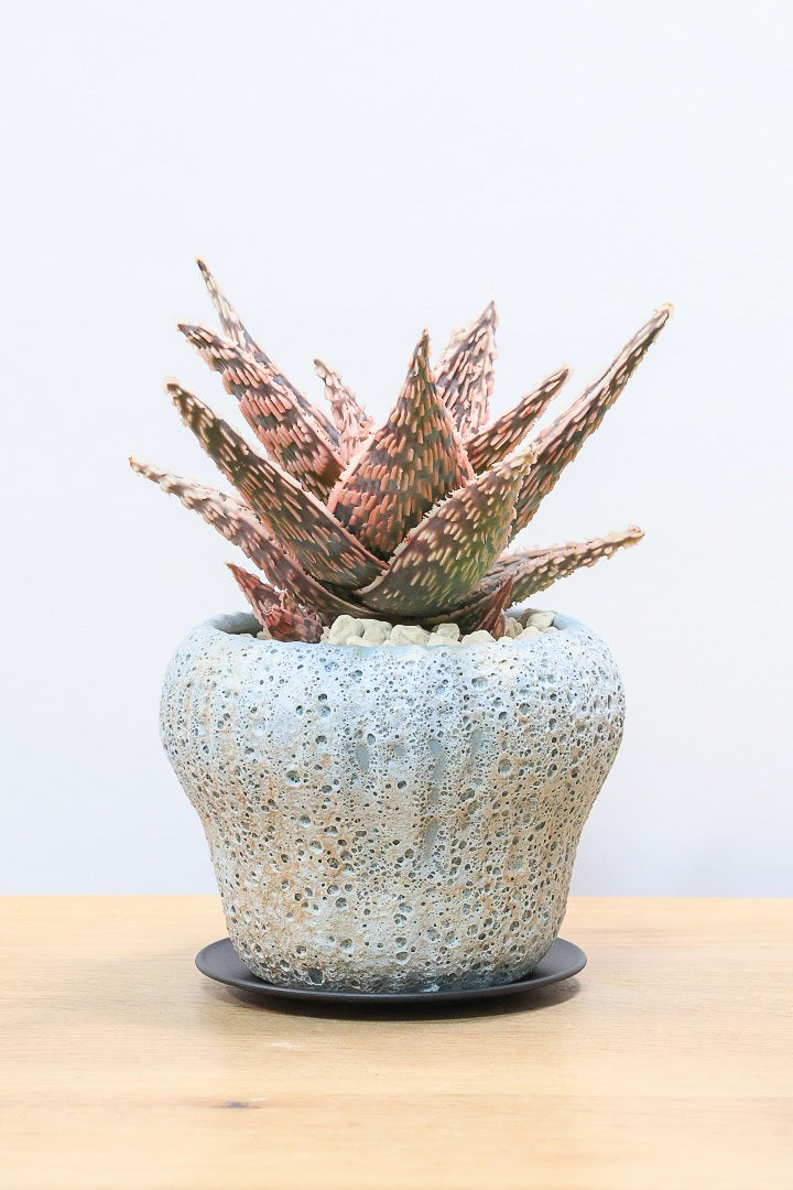 【アロエ SPレッド】スタイリッシュ！APEGOでかなり長い期間をかけて大きく、そして発色良く育てました！これは他には無い特別な一鉢です！