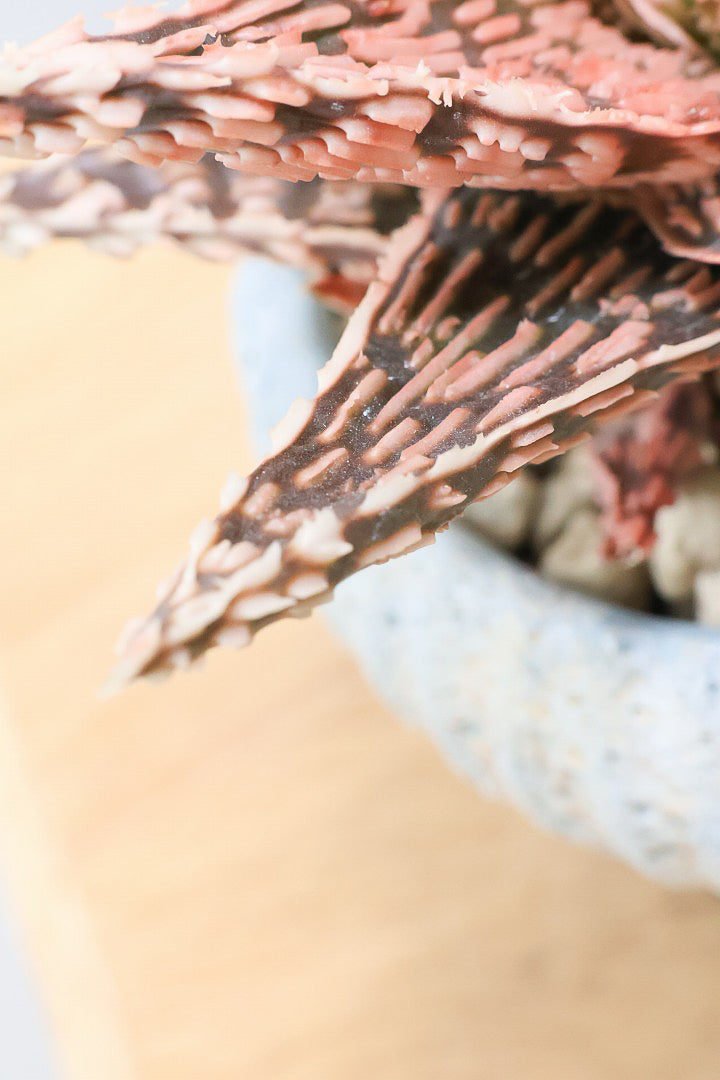 【アロエ SPレッド】スタイリッシュ！APEGOでかなり長い期間をかけて大きく、そして発色良く育てました！これは他には無い特別な一鉢です！