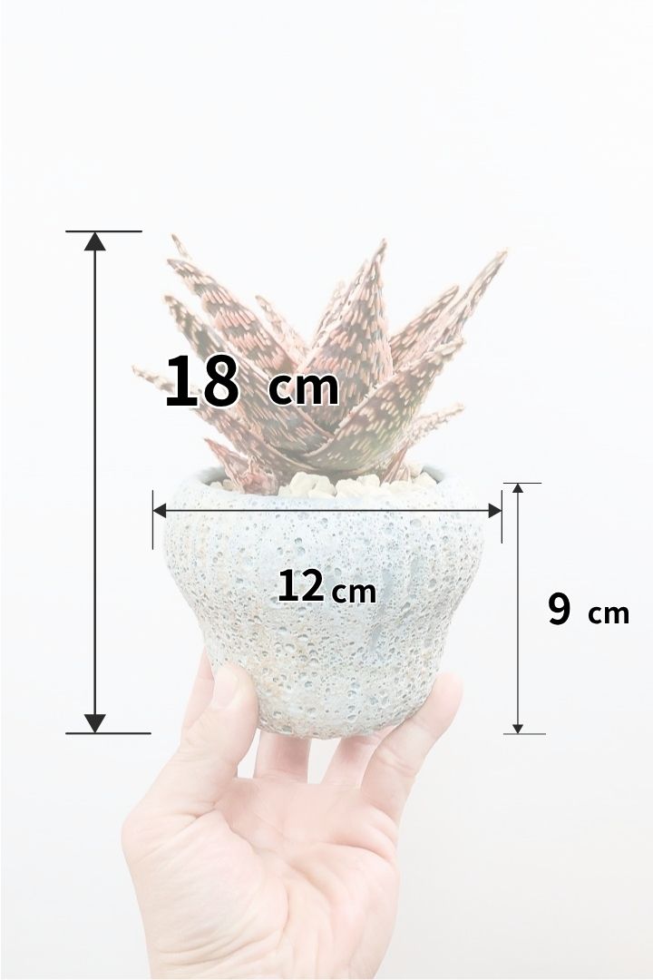 【アロエ SPレッド】スタイリッシュ！APEGOでかなり長い期間をかけて大きく、そして発色良く育てました！これは他には無い特別な一鉢です！