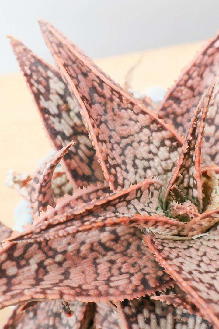 【アロエ SPレッド】子株がたくさんあります！APEGOでかなり長い期間をかけて大きく、そして発色良く育てました！これは他には無い特別な一鉢です！