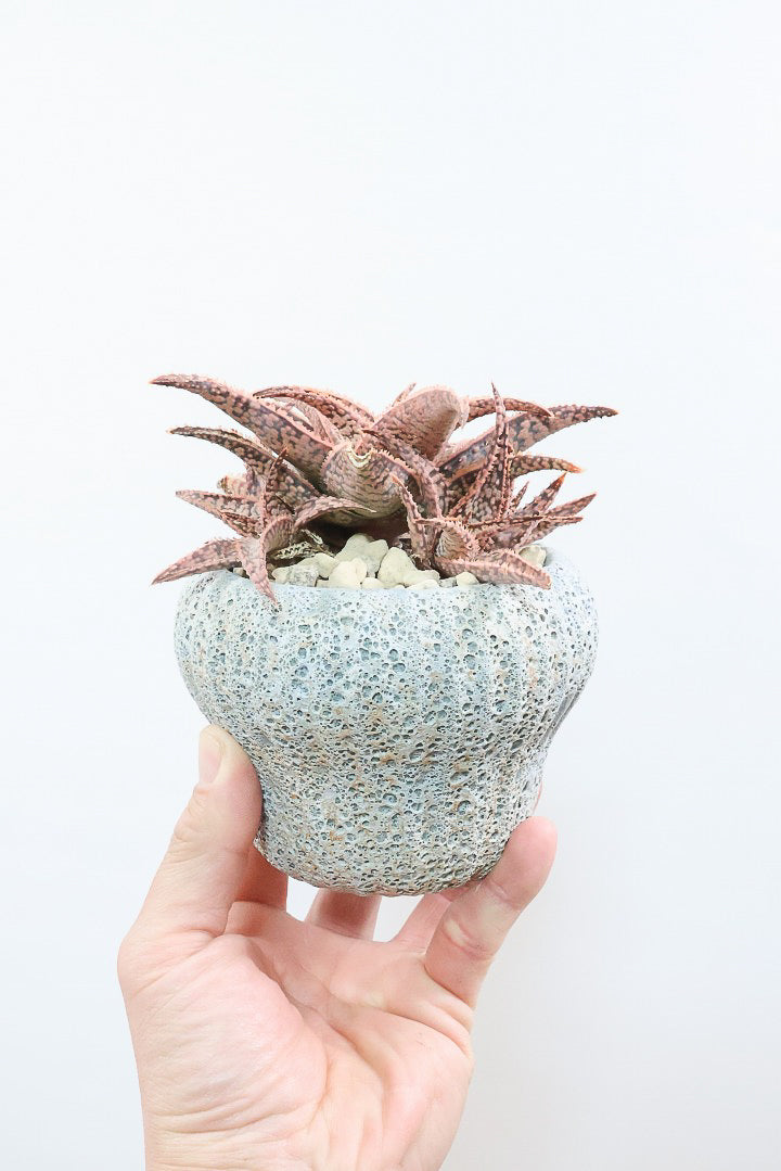 【アロエ SPレッド】子株がたくさんあります！APEGOでかなり長い期間をかけて大きく、そして発色良く育てました！これは他には無い特別な一鉢です！