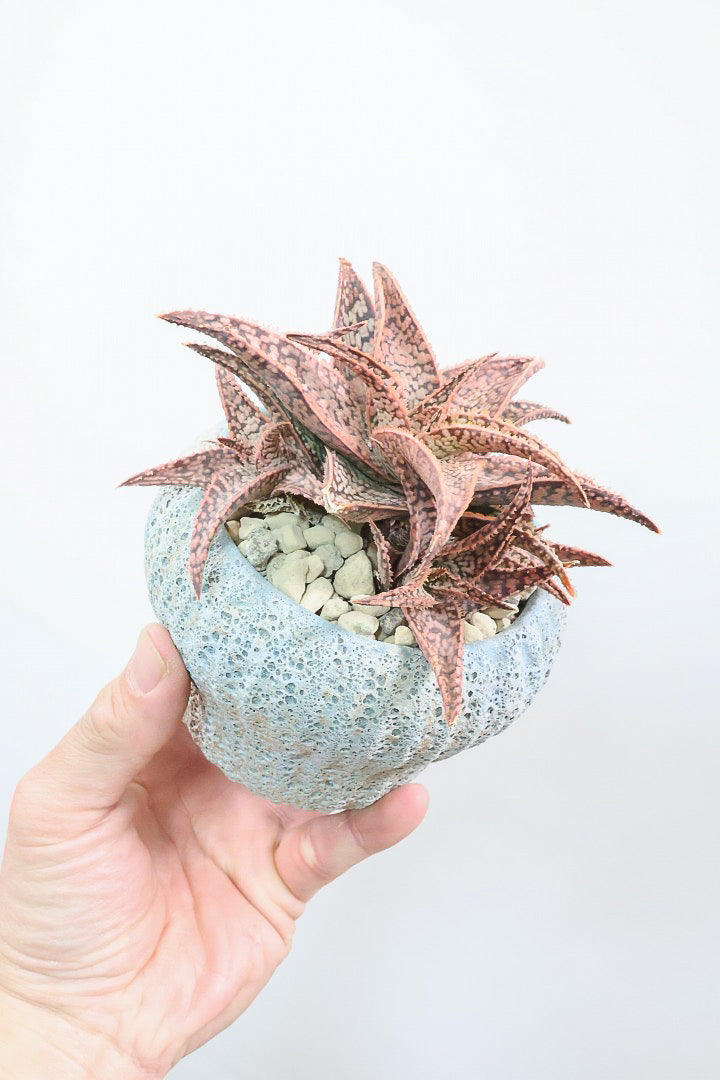 【アロエ SPレッド】子株がたくさんあります！APEGOでかなり長い期間をかけて大きく、そして発色良く育てました！これは他には無い特別な一鉢です！