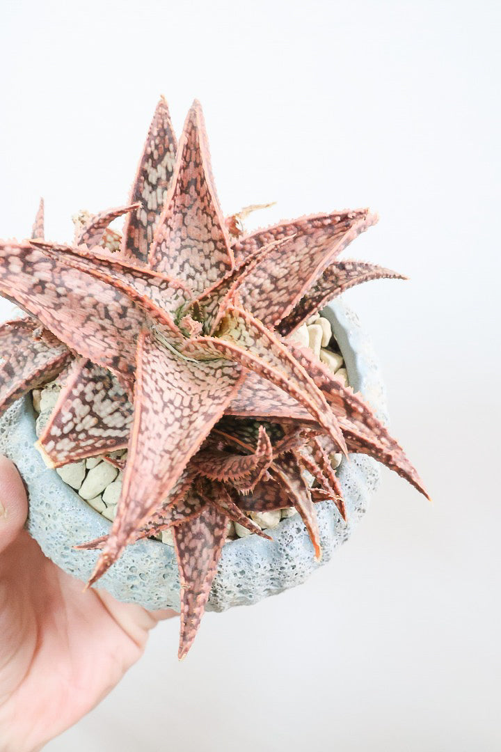 【アロエ SPレッド】子株がたくさんあります！APEGOでかなり長い期間をかけて大きく、そして発色良く育てました！これは他には無い特別な一鉢です！