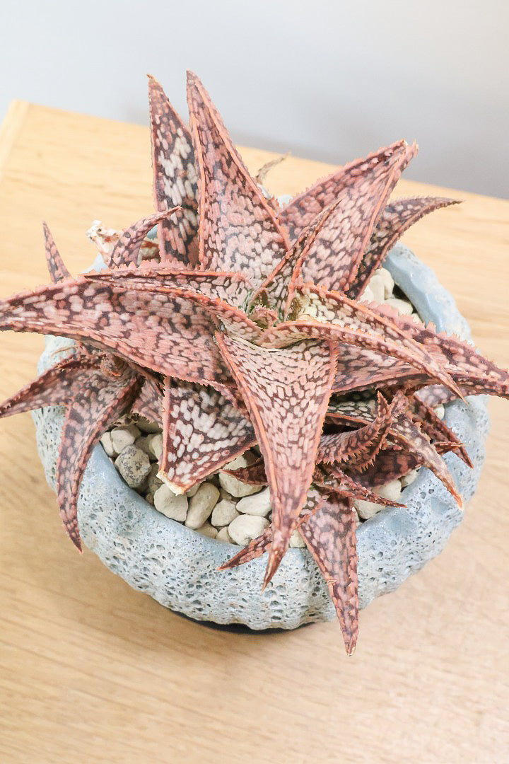 【アロエ SPレッド】子株がたくさんあります！APEGOでかなり長い期間をかけて大きく、そして発色良く育てました！これは他には無い特別な一鉢です！