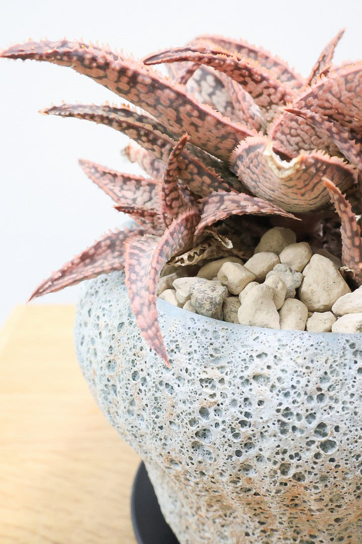 【アロエ SPレッド】子株がたくさんあります！APEGOでかなり長い期間をかけて大きく、そして発色良く育てました！これは他には無い特別な一鉢です！