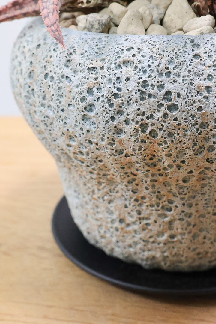 【アロエ SPレッド】子株がたくさんあります！APEGOでかなり長い期間をかけて大きく、そして発色良く育てました！これは他には無い特別な一鉢です！