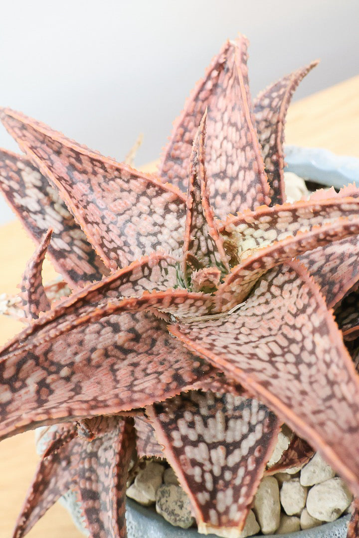 【アロエ SPレッド】子株がたくさんあります！APEGOでかなり長い期間をかけて大きく、そして発色良く育てました！これは他には無い特別な一鉢です！